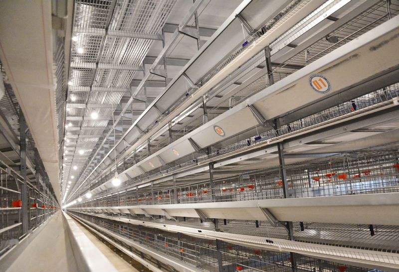 两种蛋鸡养殖装备的详细介绍