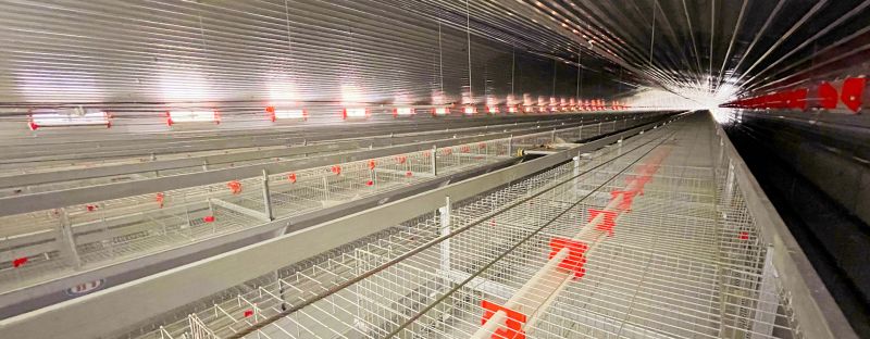 意昂F凯捷小编建议：：：使用肉鸡养殖装备要注重这几点