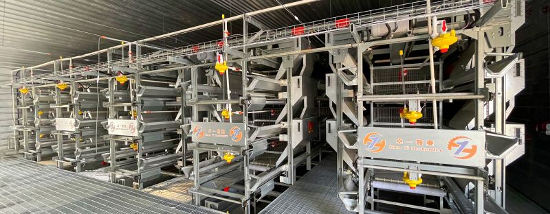 掌握蛋鸡养殖要点，，轻松举行饲养事情