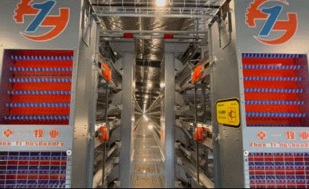 意昂F凯捷小课堂︱见过这些物件的都是养鸡界的先进