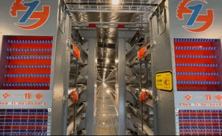 意昂F凯捷小课堂︱见过这些物件的都是养鸡界的先进