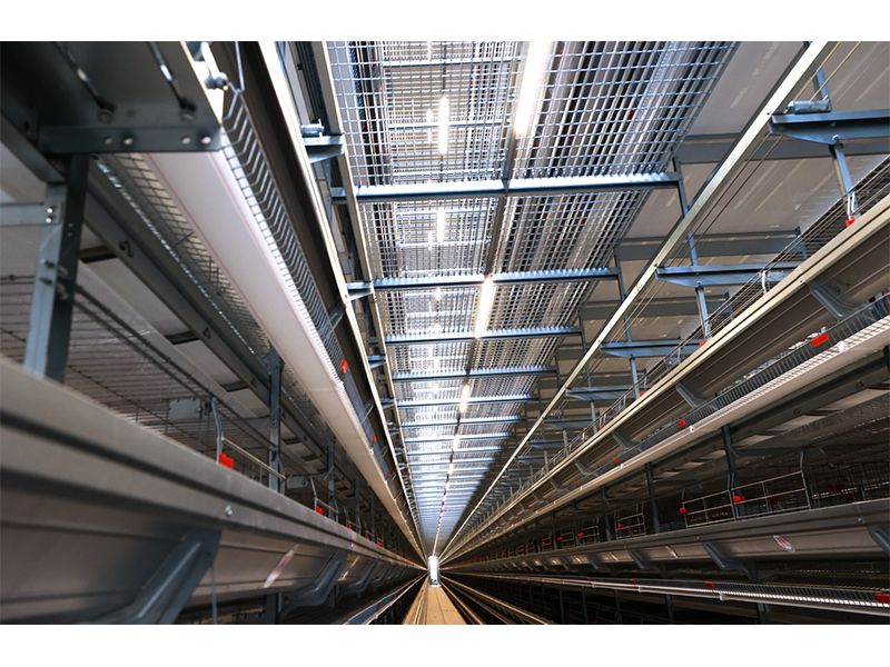 111万只鸡被扑杀！！！日本禽流感带给意昂F凯捷启示