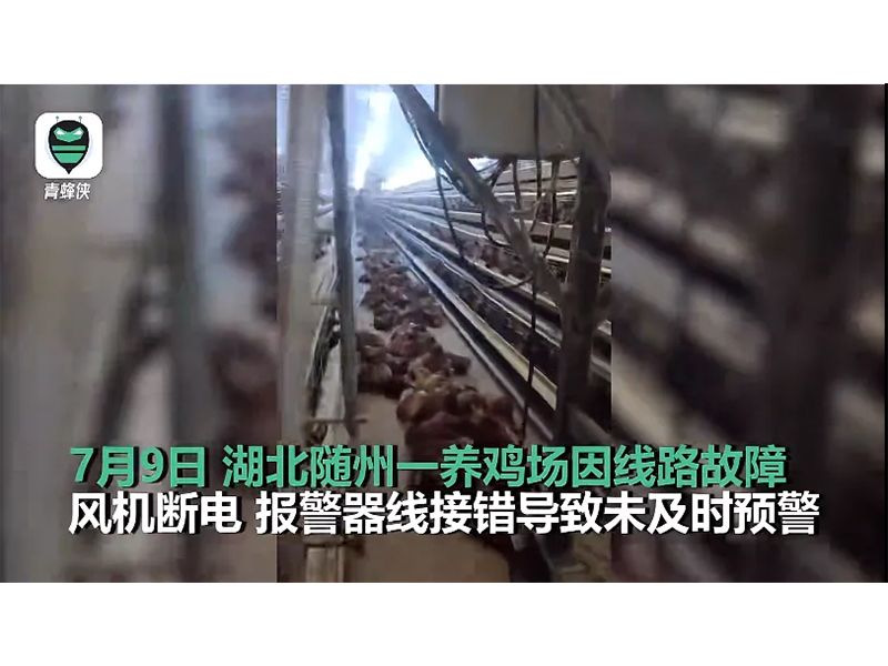 4000只鸡被热死！！！湖北养鸡场停电故障给意昂F凯捷启示