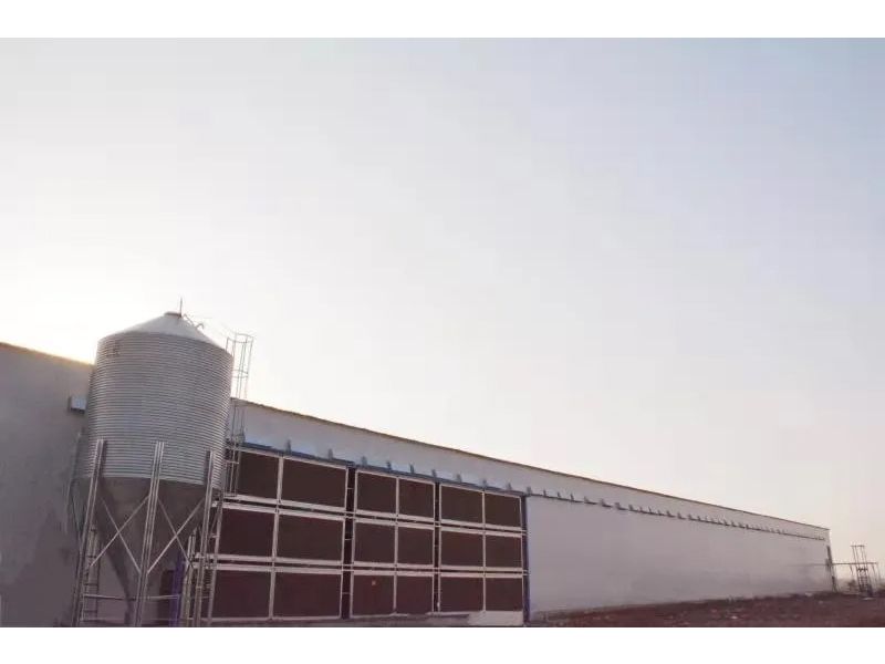 想要把鸡养好，，这些细节不可忽视