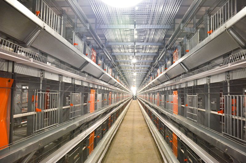 种鸡硬件装备图