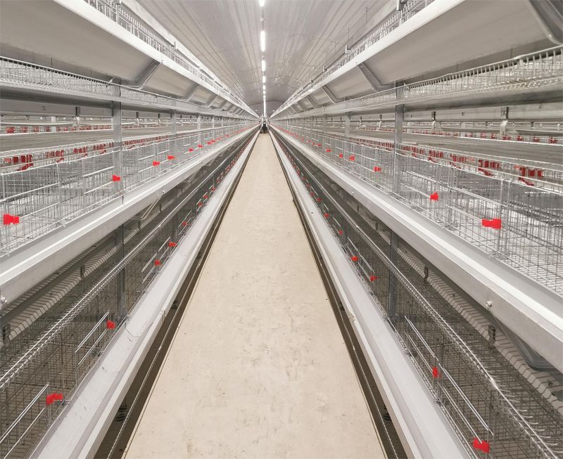 肉鸡硬件装备图