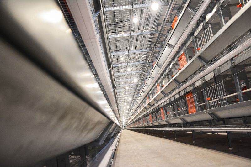 使用12层大规模工业养鸡有什么利益？？