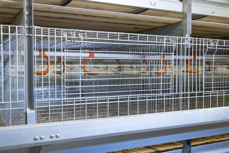 全自动化养鸡装备引领养鸡业进入新时代