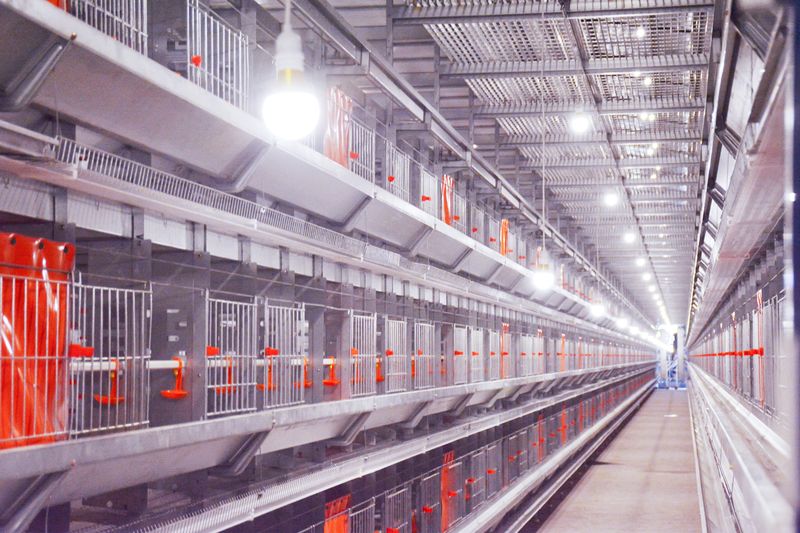 自动化养鸡装备——养鸡业进入新时代