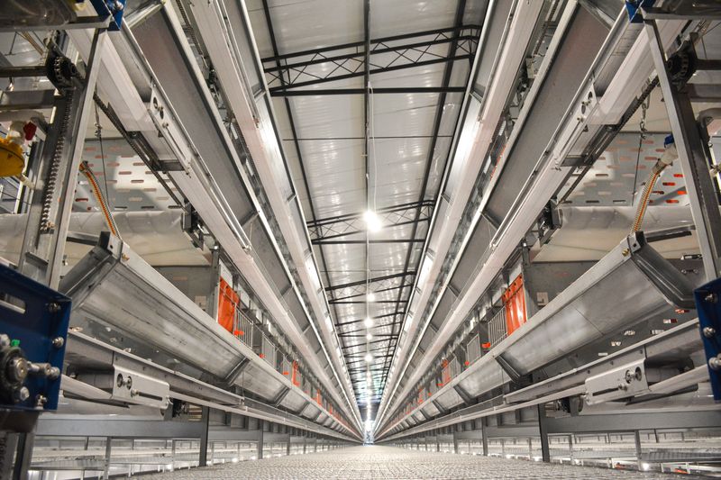 全自动化养鸡装备助力现在养殖行业开展