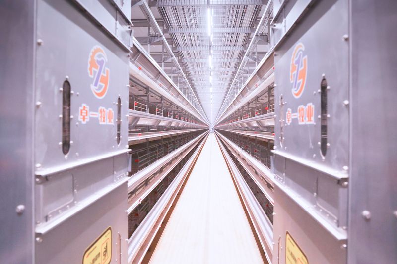 超高层养殖鸡一般要喂什么样的饲料呢？