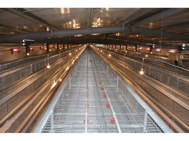 《全自动化养鸡装备引领养殖业迈向新岑岭》