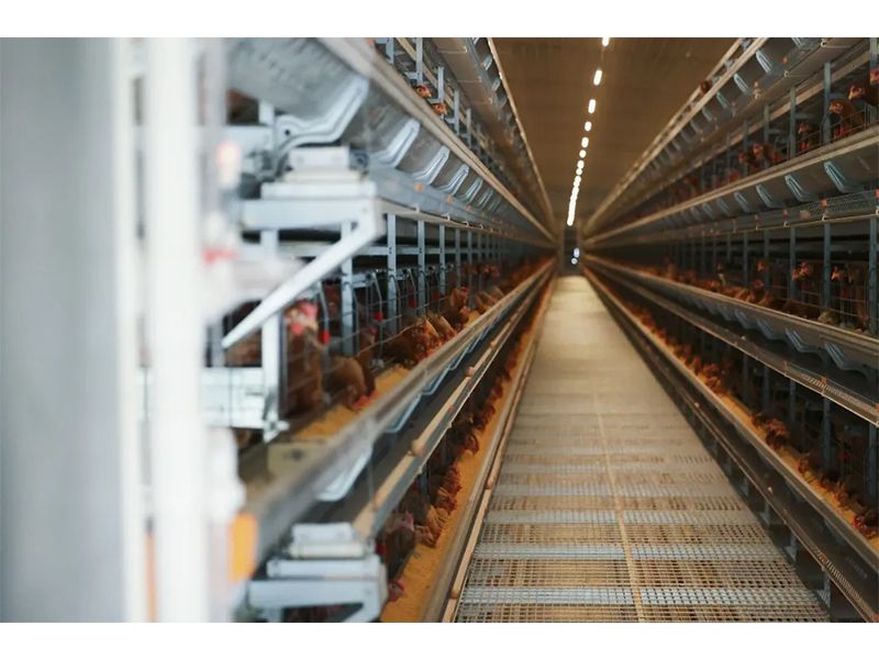 规模养鸡场怎样提防和应对雷暴大风等强对流天气？？