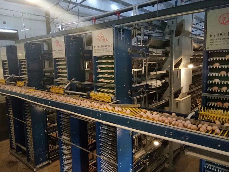 自动化养鸡装备引领养鸡业智能化转型