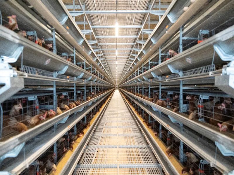 秋季养鸡，，怎样做好鸡舍的透风治理事情？？