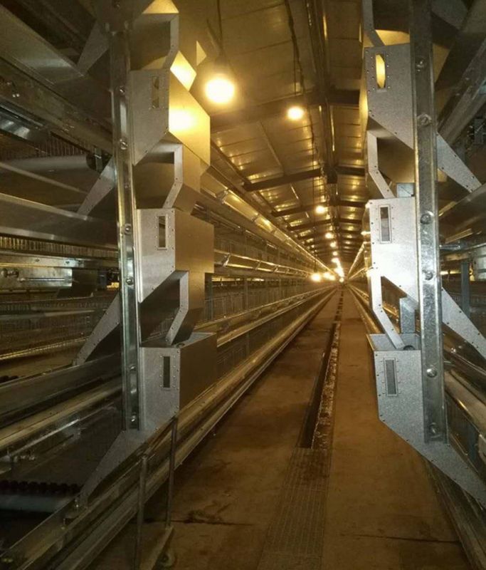 12层大规模工业养鸡：：开启养鸡业新篇章