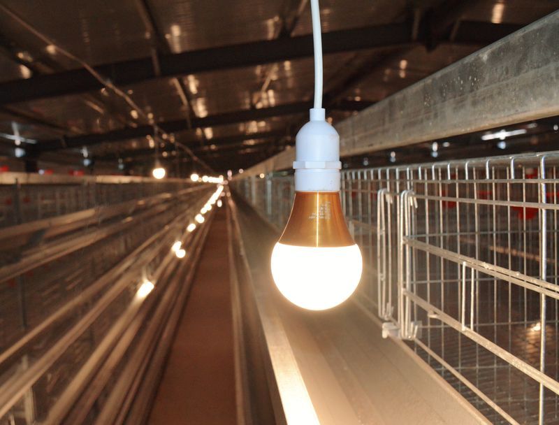 自动化养鸡装备赋能古板养殖，，，墟落振兴添新动力